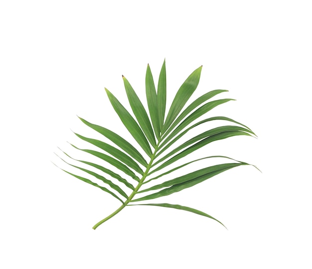 Hoja verde de palmera aislado sobre fondo blanco.