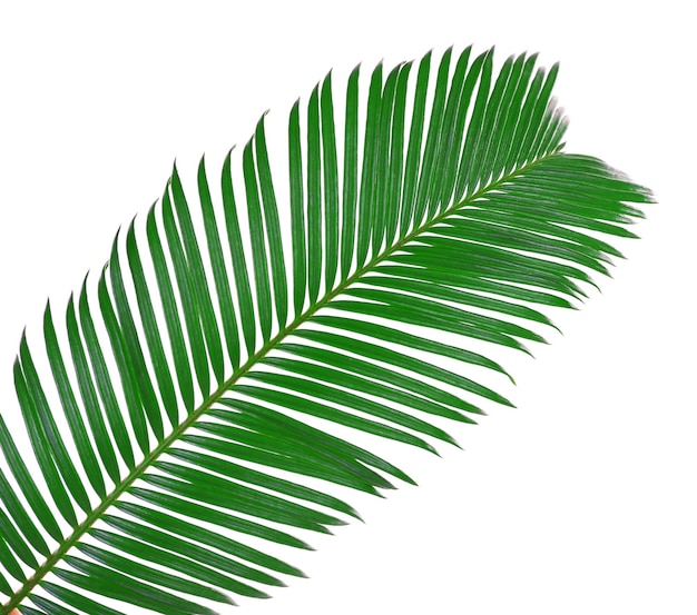 Foto hoja verde de la palmera de sago aislada en blanco