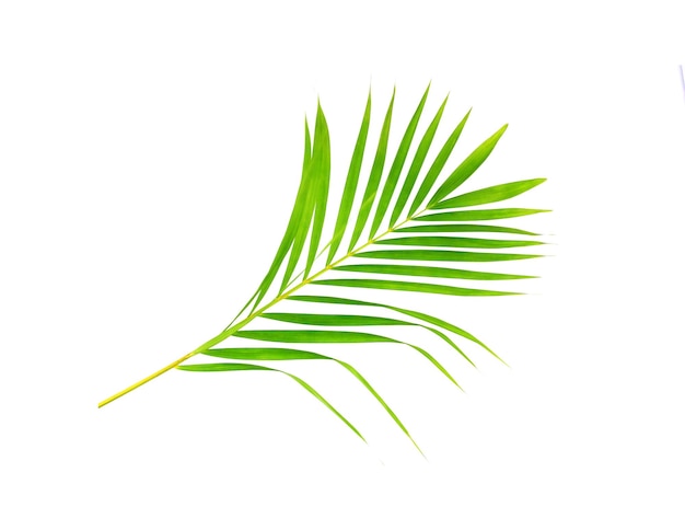 Hoja verde de palmera sobre fondo blanco.