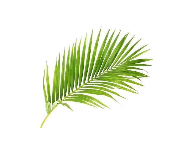 Hoja verde de palmera sobre fondo blanco.