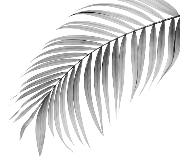 Hoja verde de palmera sobre fondo blanco.
