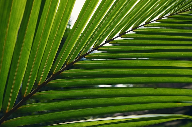 Hoja verde de palmera vista cercana