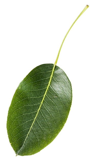 Hoja verde de peral aislado