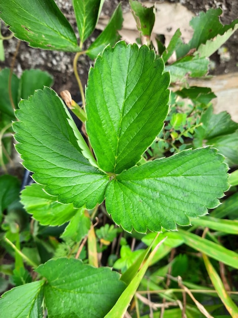 Una hoja verde de una planta de fresa