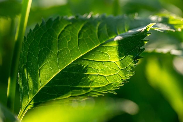 Hoja verde de una planta de jardín en la fotografía macro de la luz del sol