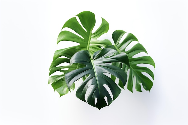 Una hoja verde de una planta de monstera sobre un fondo blanco.