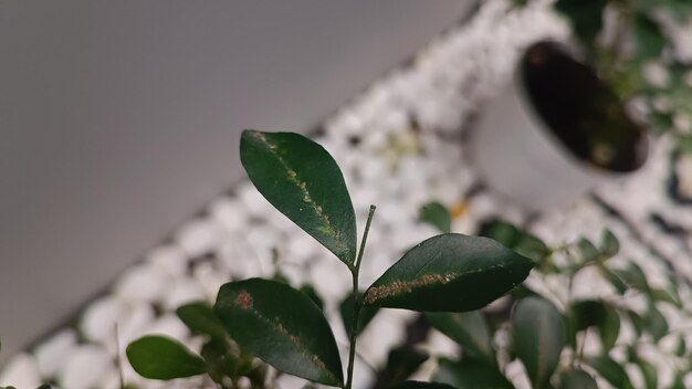 Una hoja verde en una planta con el número 1