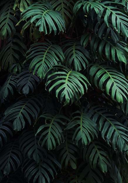 Una hoja verde de una planta con la palabra palm en ella