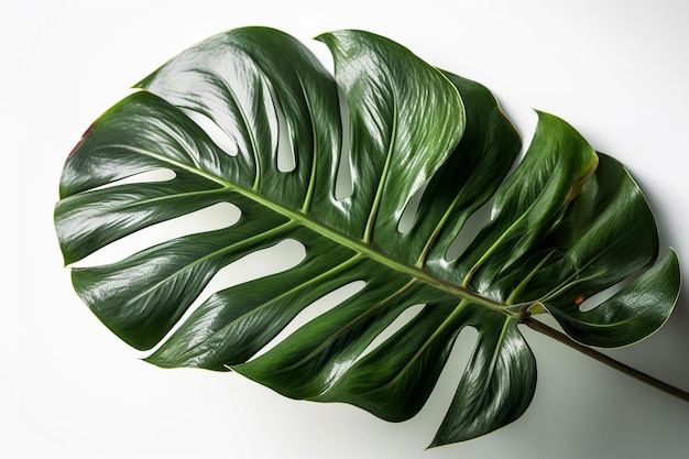 Una hoja verde de una planta sobre un fondo blanco.