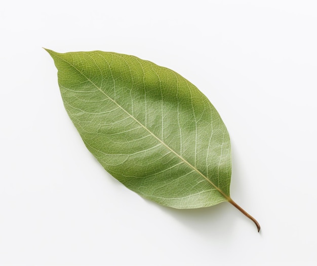 Una hoja verde de una planta