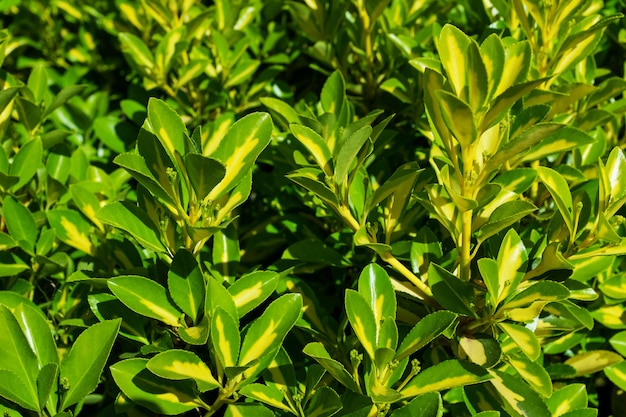 Hoja verde, plantas verdes jugosas