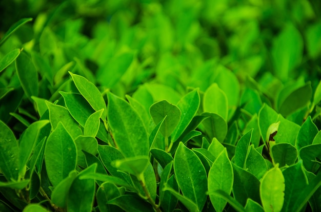 Hoja verde del primer en jardín debajo de la salida del sol. Paisaje de plantas verdes naturales.