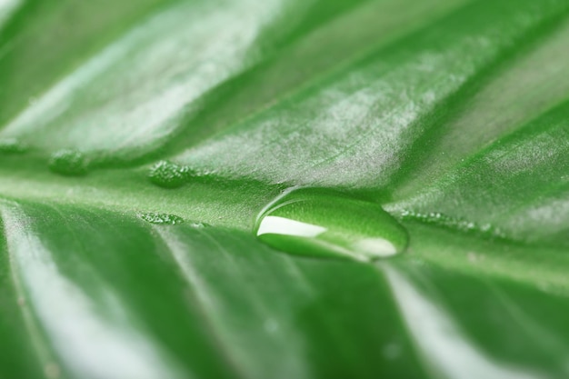 Hoja verde con primer plano de gota