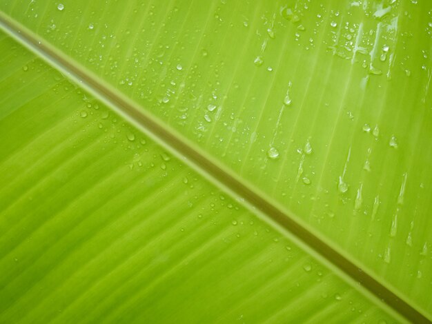 Foto hoja verde de primer plano con gotas de agua en el día lluvioso para el fondo natural