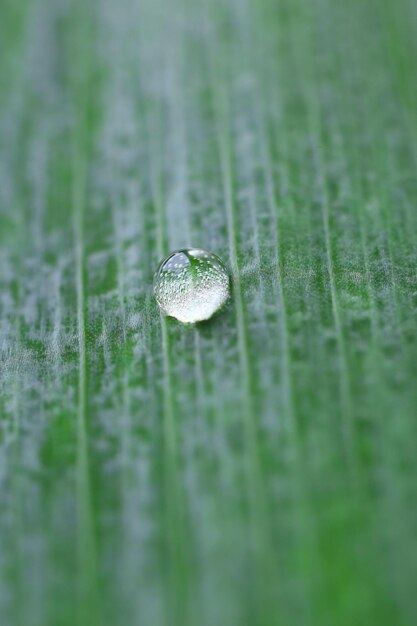 Foto hoja verde con un primer plano de las gotas