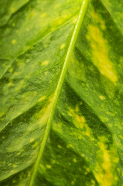 Foto hoja verde de primer plano