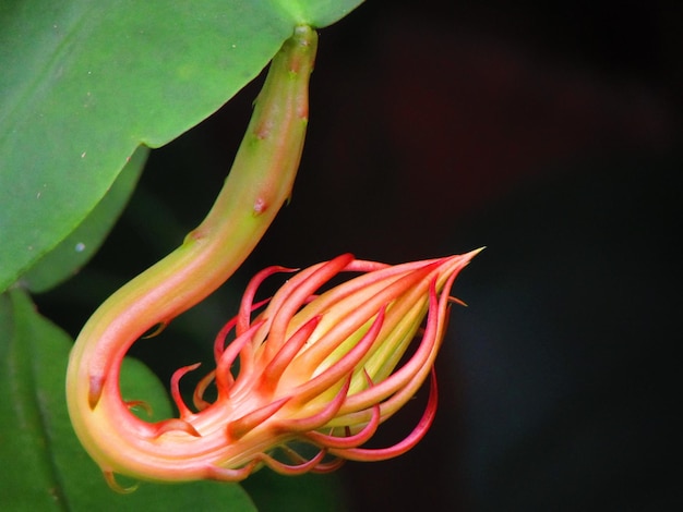 hoja verde con punto rojo de flor silvestre uniqe