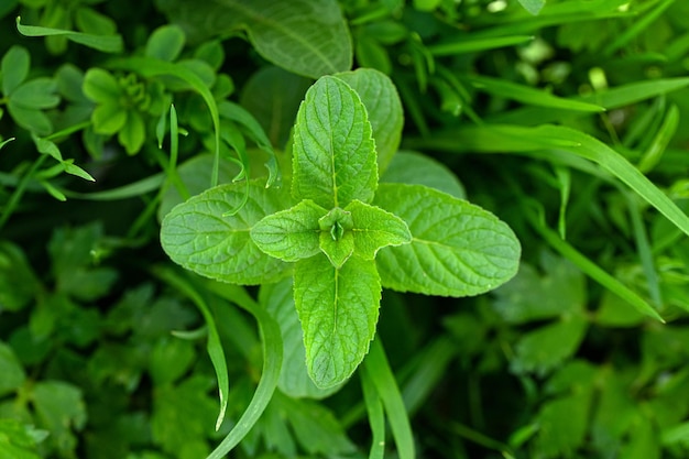 Una hoja verde que está en un campo.