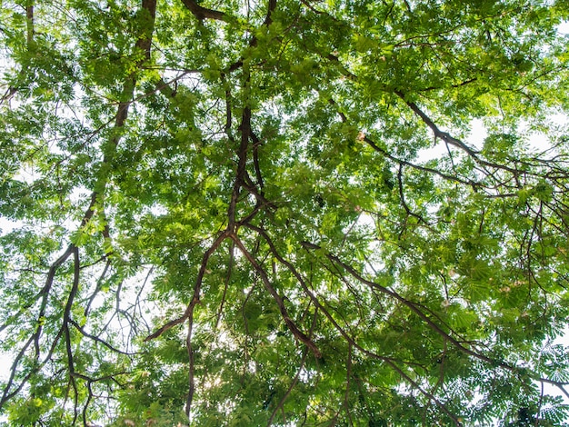 hoja verde en la rama de un árbol para el fondo