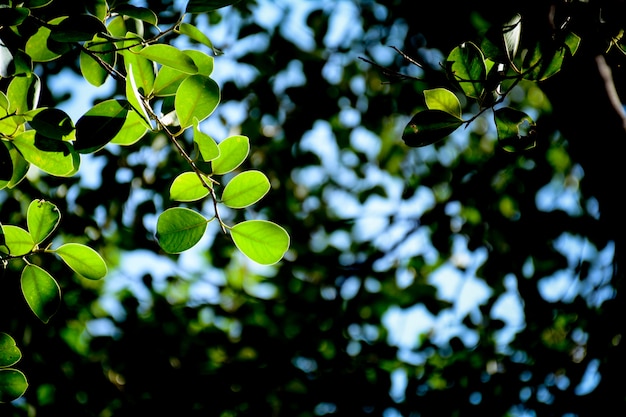 Hoja verde y rama en el bosque.