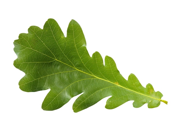 Hoja verde recortada sobre un fondo blanco.