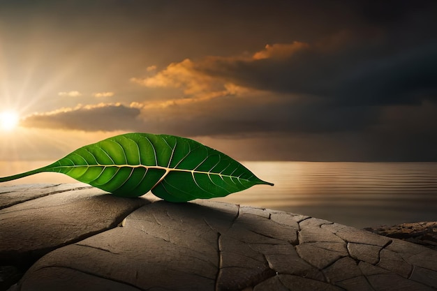 una hoja verde en una roca con el sol poniéndose detrás de ella.