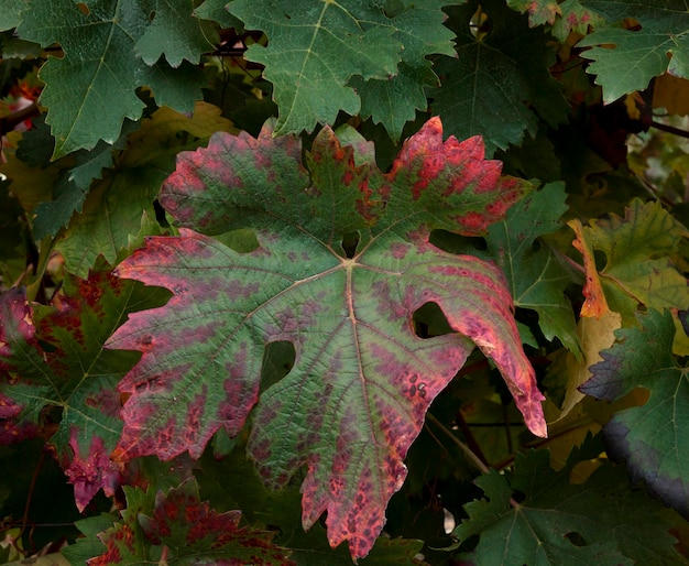 Foto una hoja verde y roja está rodeada de uvas.