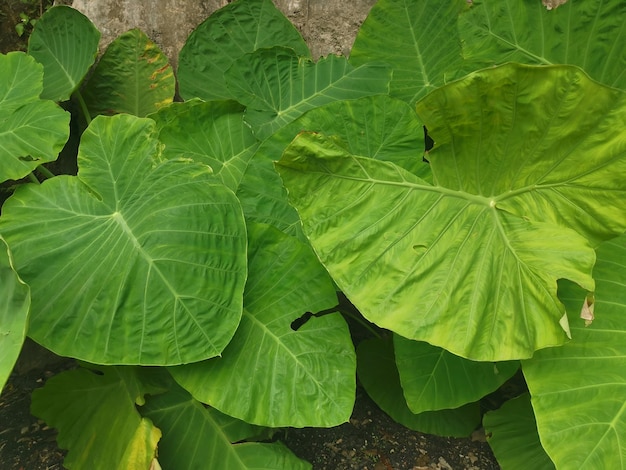 hoja verde silvestre de la planta gigante del filodendro