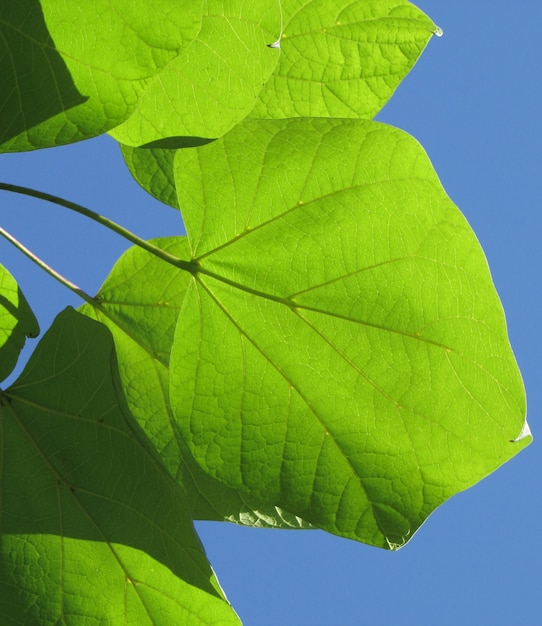 Hoja verde sobre un blanco aislado sobre fondo blanco.