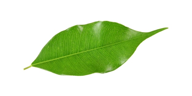 Hoja verde sobre un blanco