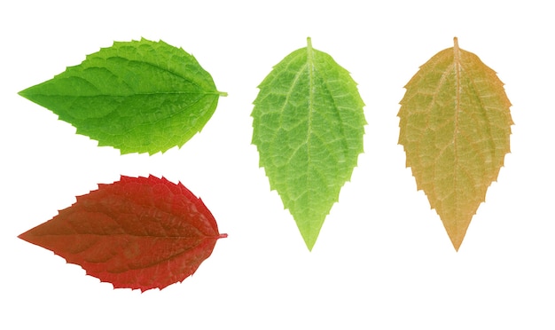 Hoja verde sobre un conjunto blanco