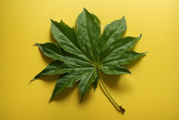 Foto hoja verde sobre un fondo amarillo