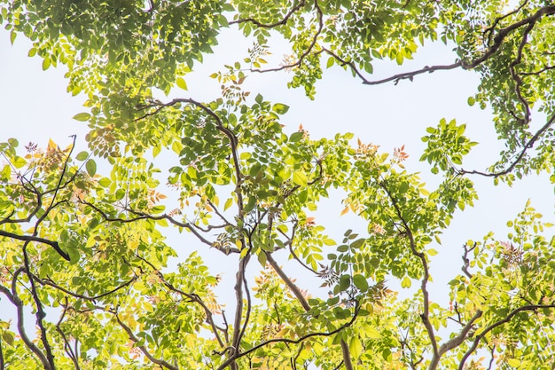 Hoja verde sobre fondo de cielo en el jardín utilizando como fondo