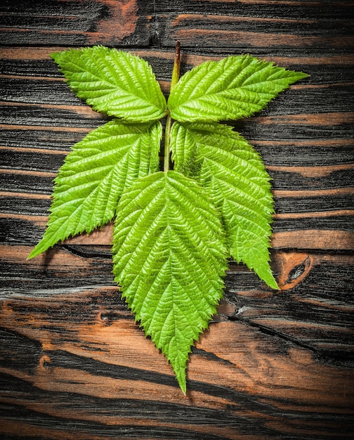 Hoja verde sobre fondo de madera vintage vista superior