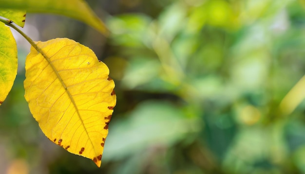 Foto hoja verde sobre un fondo de vegetación borrosa