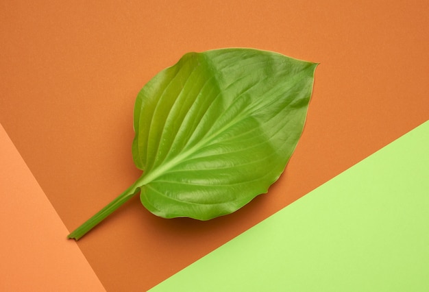 Foto hoja verde sobre un fondo verde anaranjado