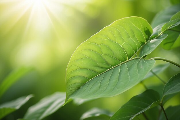 Foto hoja verde sobre un fondo verde borroso hermosa textura de hojas a la luz del sol fondo plantas verdes naturales ecología del paisaje vista de la naturaleza de primer plano con espacio libre para el texto fondo verde natural