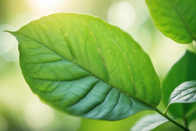 Foto hoja verde sobre un fondo verde borroso hermosa textura de hojas a la luz del sol fondo plantas verdes naturales ecología del paisaje vista de la naturaleza de primer plano con espacio libre para el texto fondo verde natural