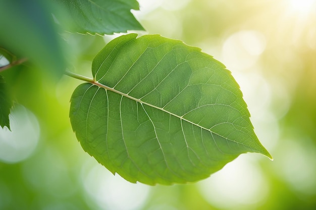 Foto hoja verde sobre un fondo verde borroso hermosa textura de hojas a la luz del sol fondo plantas verdes naturales ecología del paisaje vista de la naturaleza de primer plano con espacio libre para el texto fondo verde natural