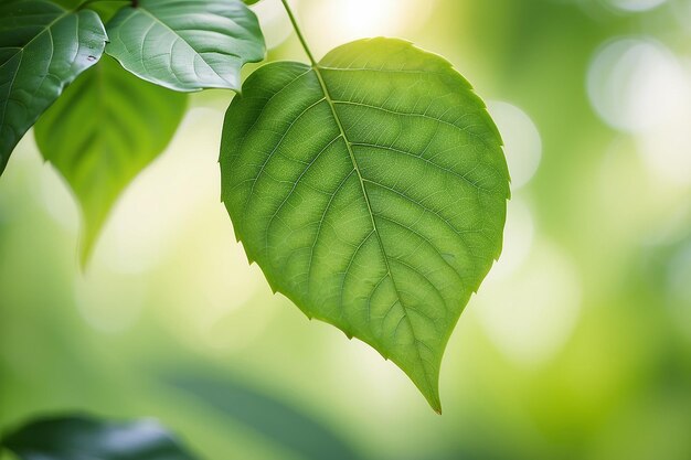 Hoja verde sobre un fondo verde borroso hermosa textura de hojas a la luz del sol fondo plantas verdes naturales ecología del paisaje vista de la naturaleza de primer plano con espacio libre para el texto fondo verde natural