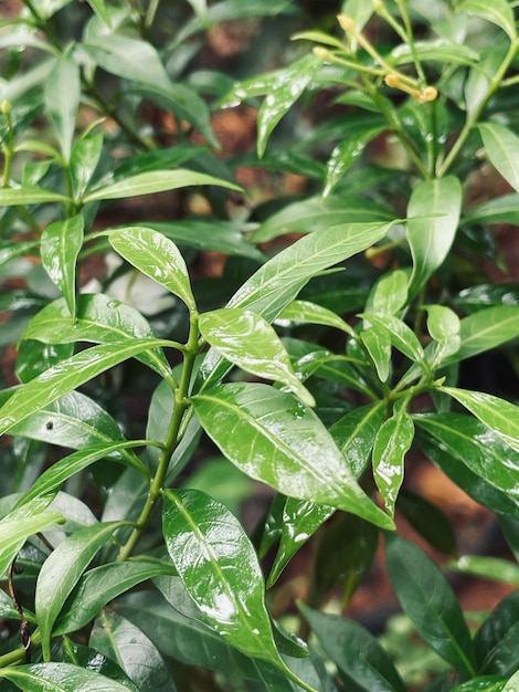 Hoja verde sobre lluvia con gotas de lluvia