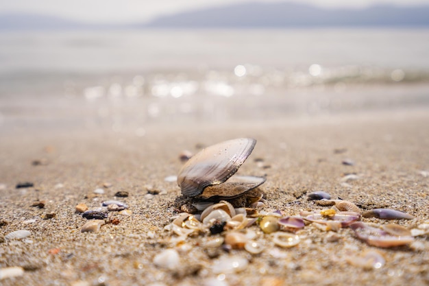 Hoja verde sobre la piedra en una foto de alta calidad de arena de playa