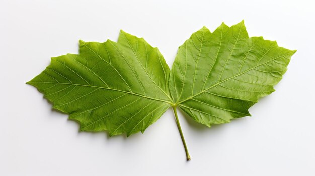 Hoja verde sobre una superficie blanca