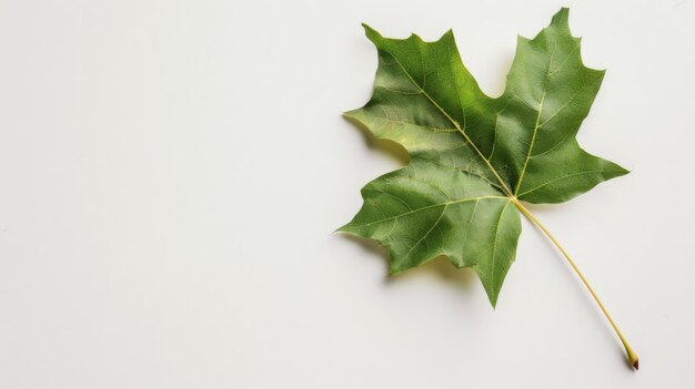 Hoja verde sobre una superficie blanca