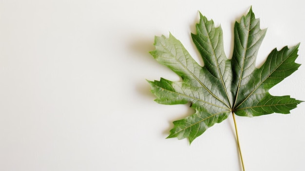 Hoja verde sobre una superficie blanca