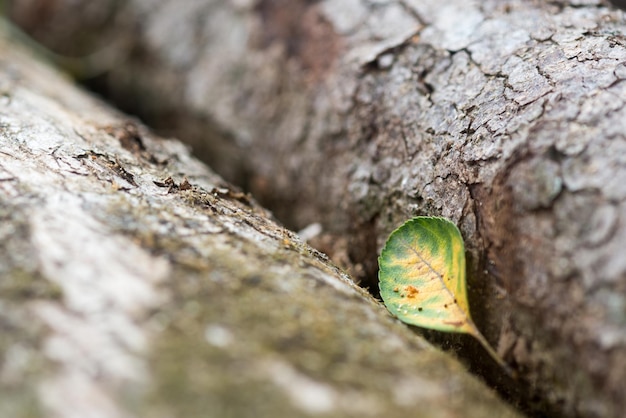 Una hoja verde solitaria entre dos troncos