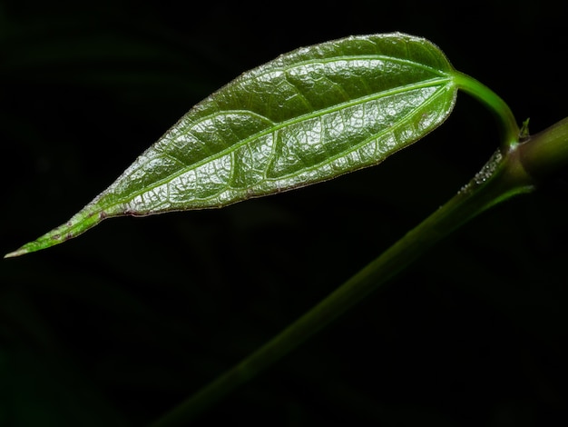 Hoja verde solitaria