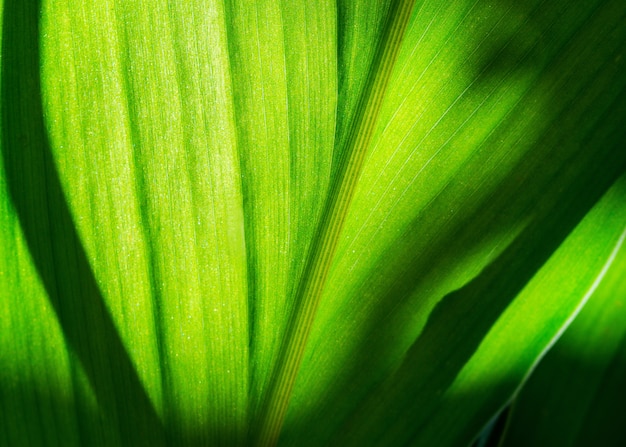 Hoja verde con sombra borrosa