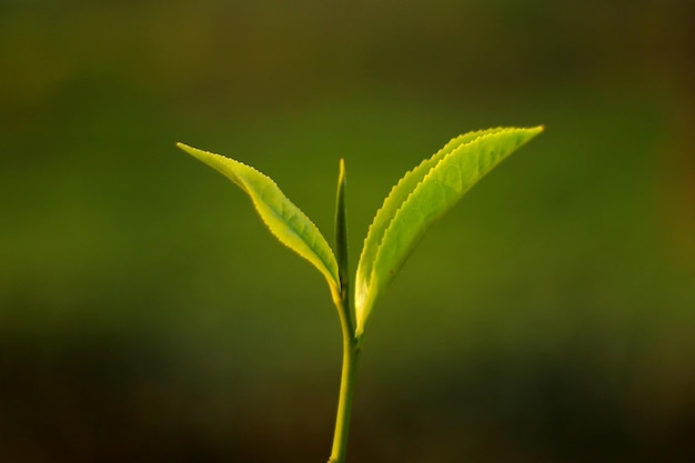 Una hoja verde de té con el sol brillando sobre ella