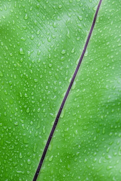 Hoja verde con textura de gota de agua